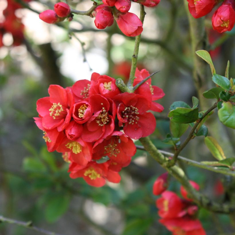 Cognassier du Japon Fire dance - Chaenomeles speciosa  (Flowering)