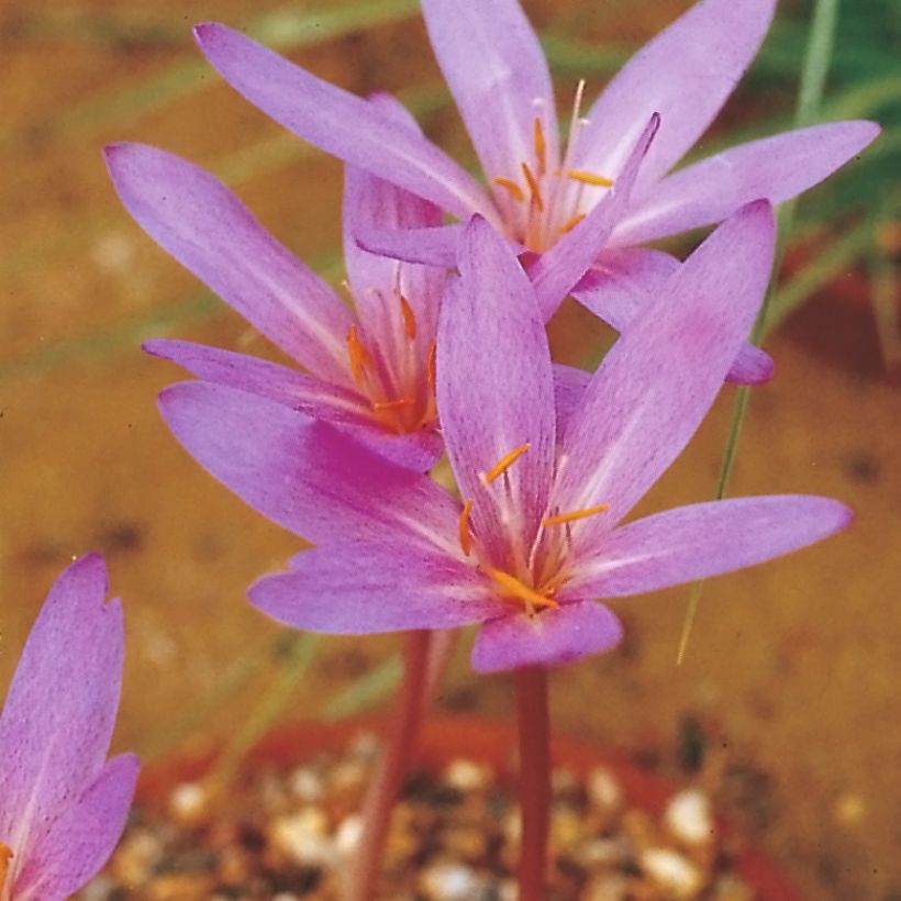 Colchicum Pannonicum ou C. automnale Nancy Lindsay - Colchique d'automne (Flowering)