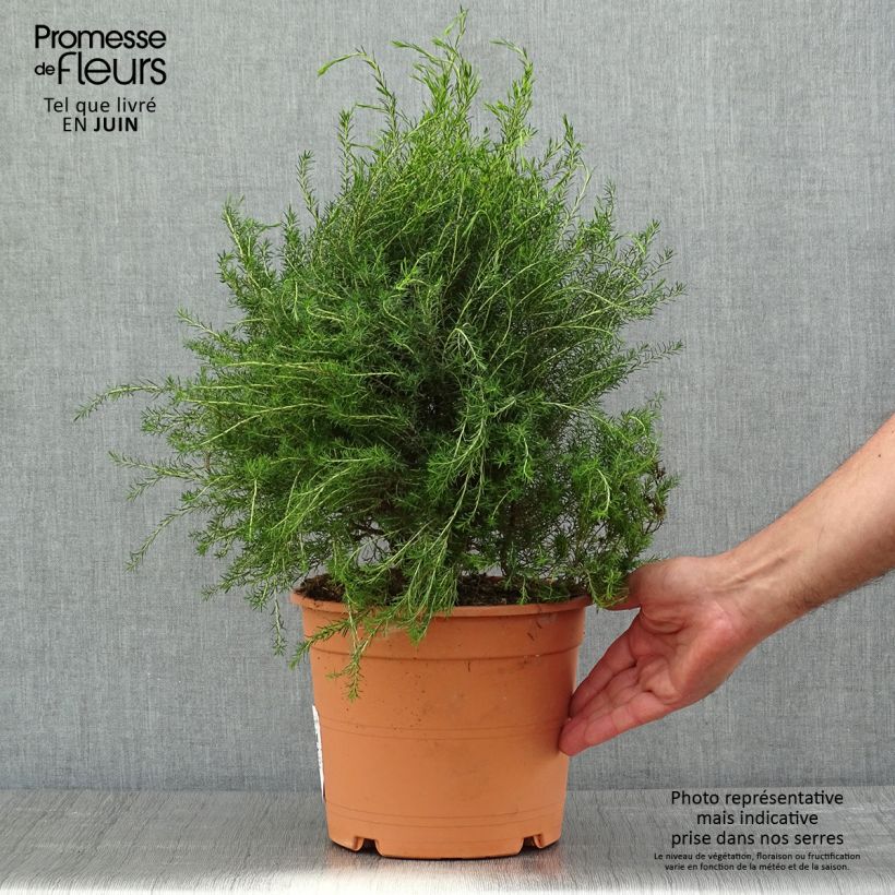Example of Coleonema pulchrum - Buisson confetti Pot de 4L/5L as you get in printemps