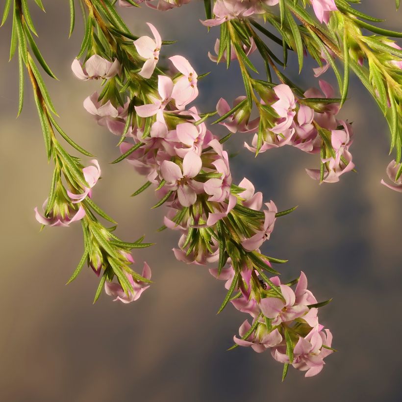 Coleonema pulchrum - Buisson confetti (Flowering)