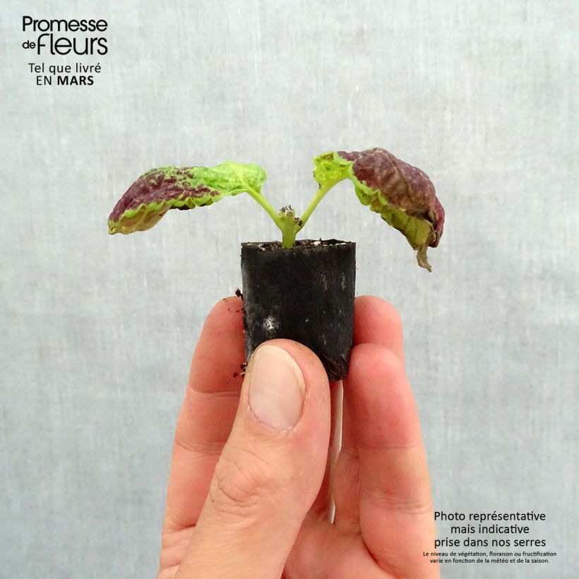 Example of Coleus Copinto Bloody Mary Mini-motte Ø 3/4 cm as you get in printemps
