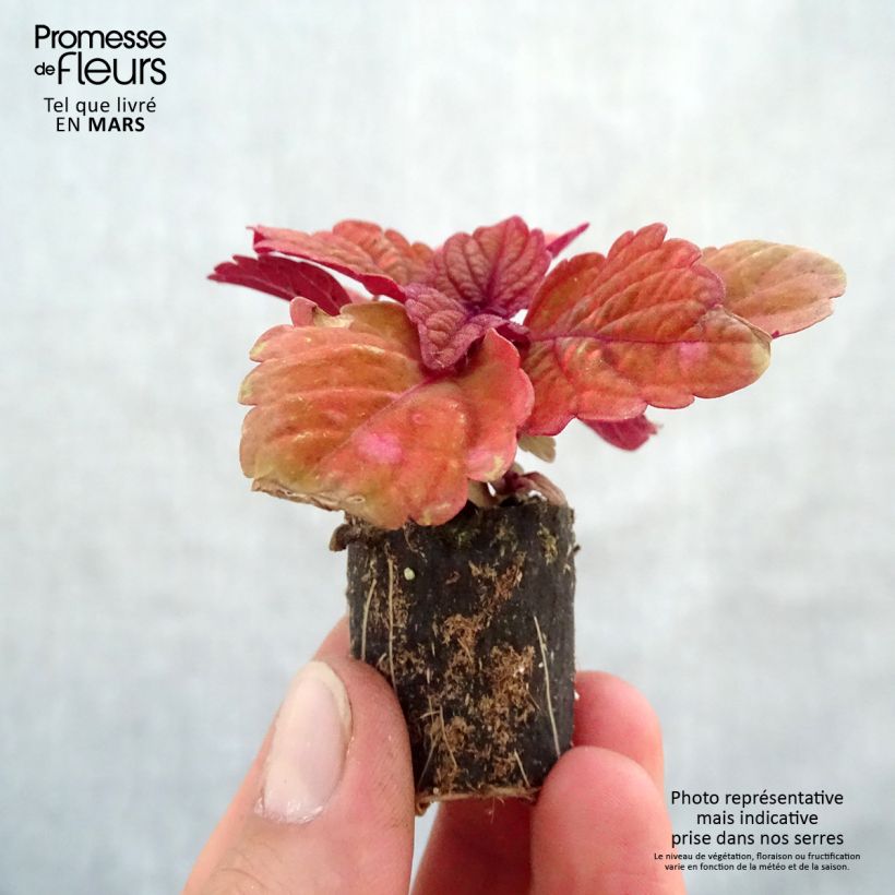 Example of Coleus Copinto Long Island Ice Tea Mini-motte Ø 3/4 cm as you get in printemps