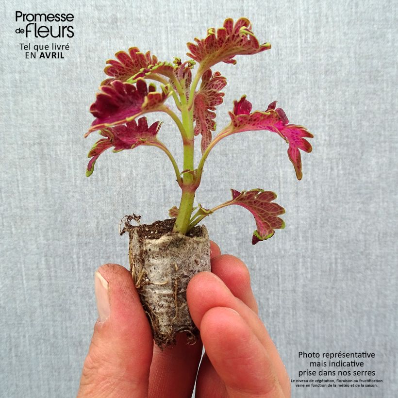 Example of Coleus Copinto Planter's Punch Mini-motte Ø 3/4 cm as you get in printemps