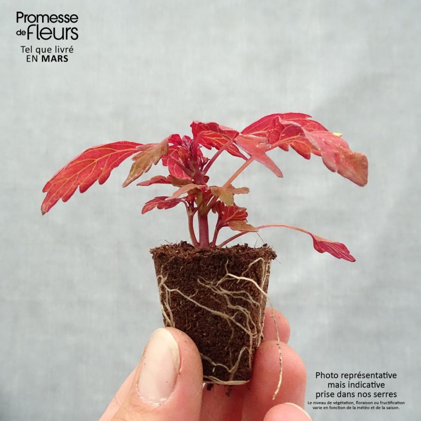Example of Coleus FlameThrower Habanero  Mini-motte Ø 3/4 cm as you get in printemps