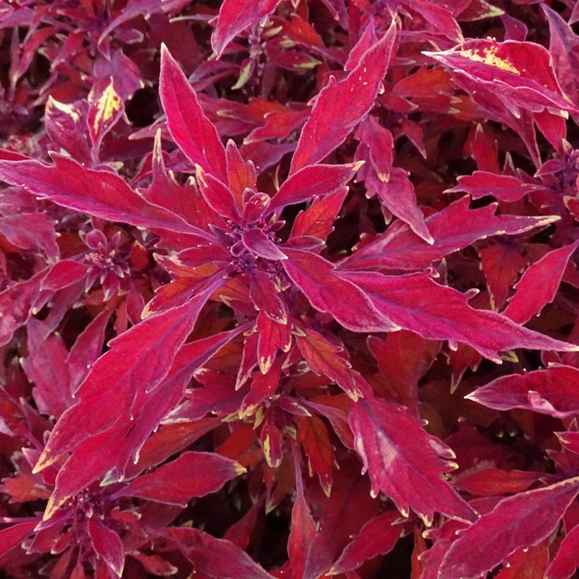 Coleus FlameThrower Salsa Roja (Feuillage)