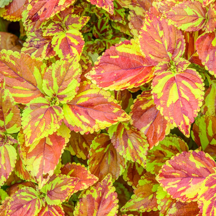 Coleus Golden Freckles (Foliage)