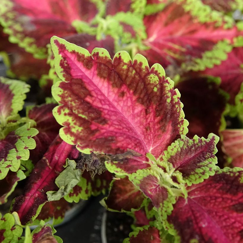 Coleus Le Freak (Feuillage)