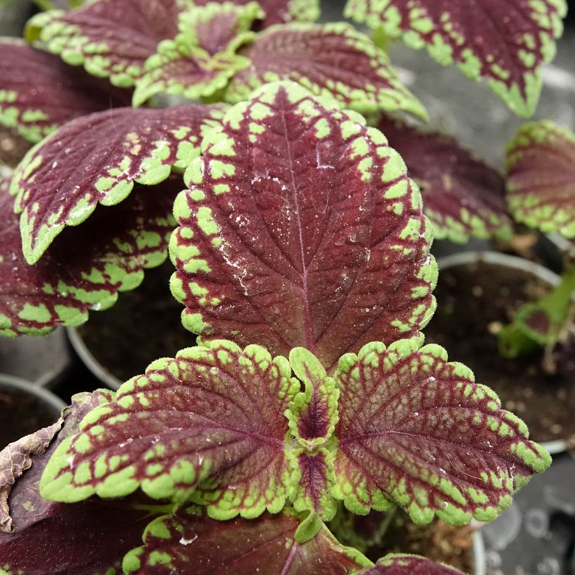Coleus MS Abbey Road (Foliage)