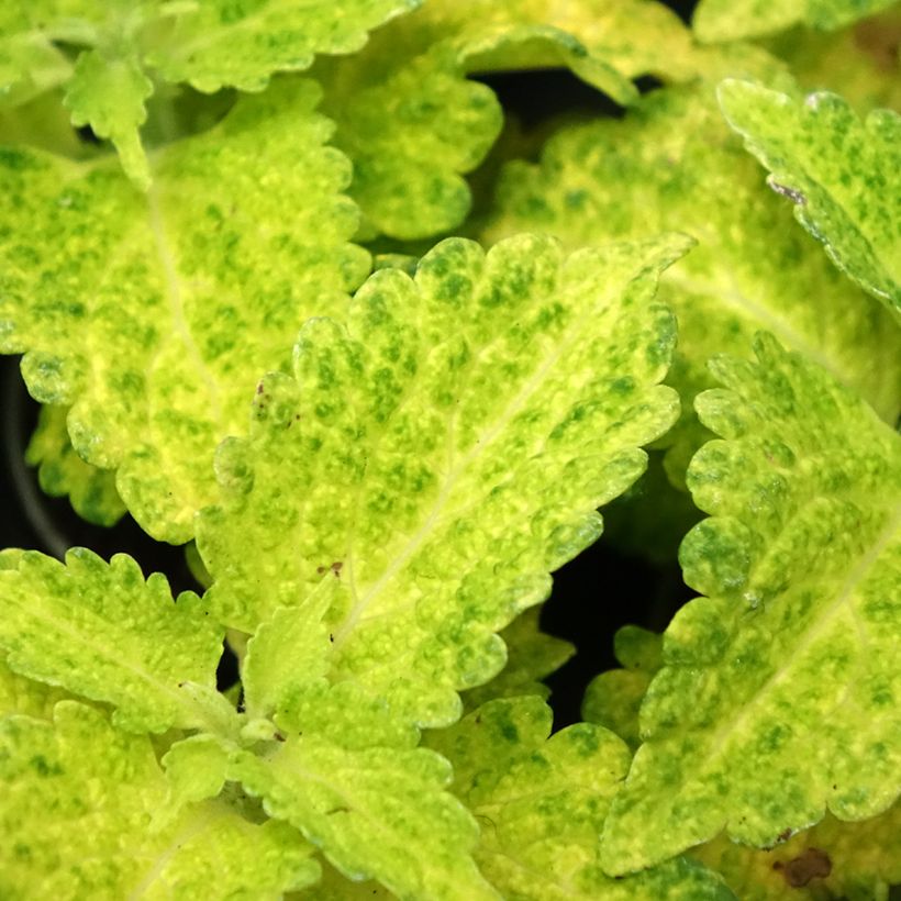 Coleus MS River Walk (Feuillage)