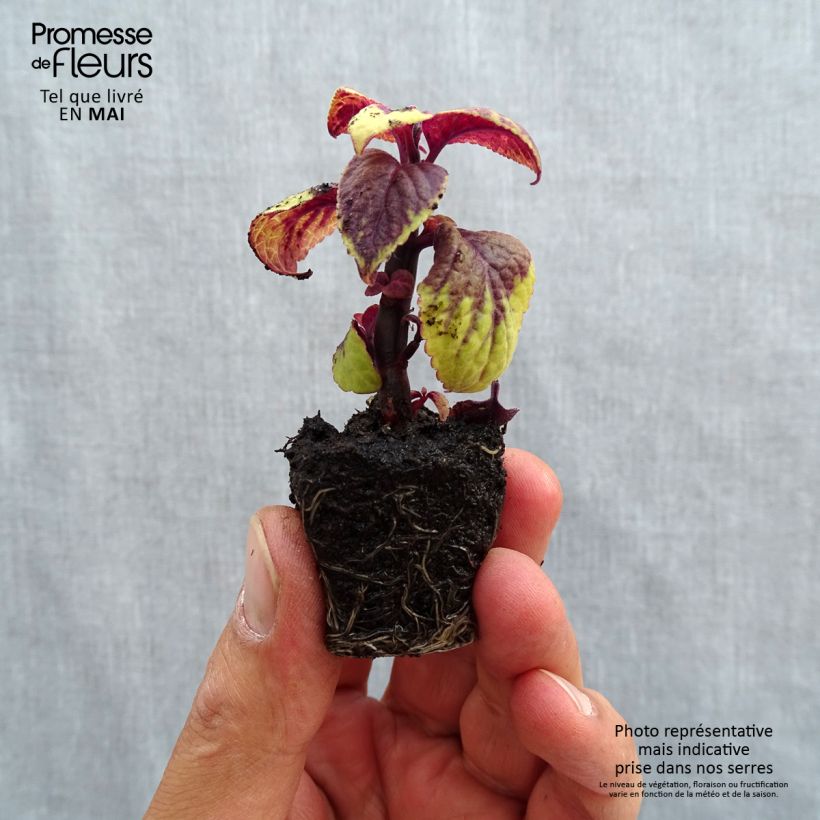 Example of Coleus Pineapple Surprise Mini-motte Ø 3/4 cm as you get in printemps