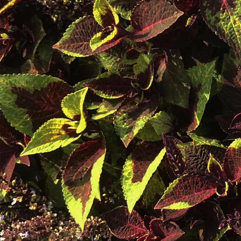 Coleus Pineapple Surprise (Foliage)
