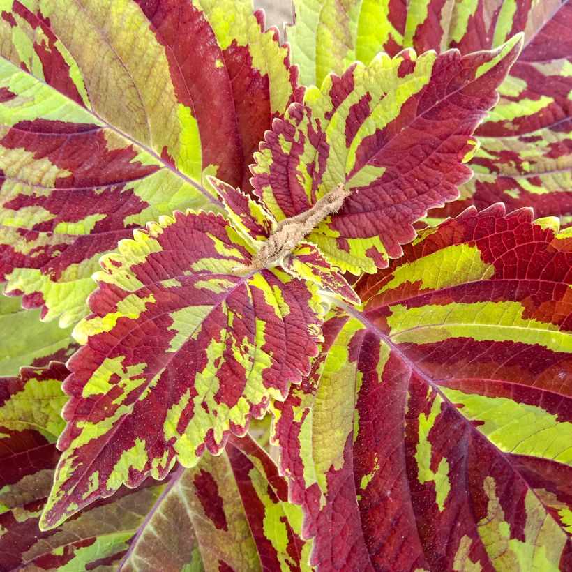 Coleus Premium Sun Mighty Mosaic (Foliage)