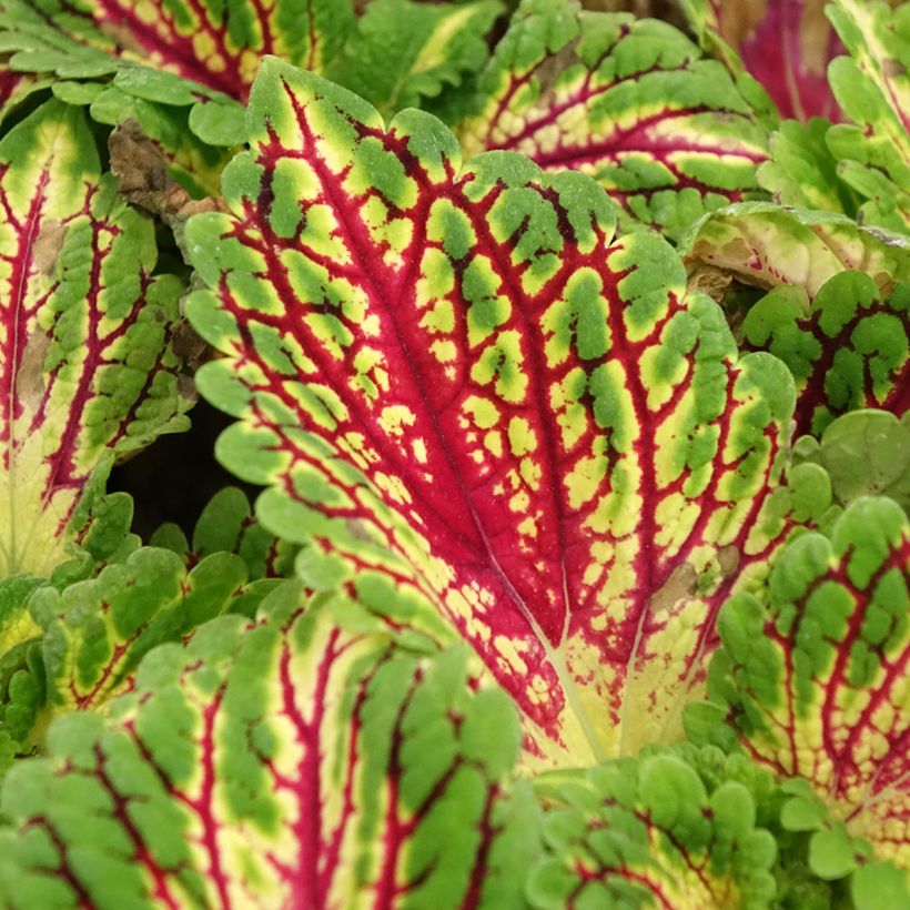 Coleus Spacecake (Feuillage)