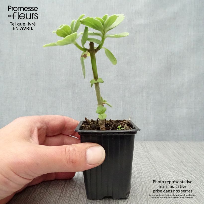 Example of Coleus canina - éloigne chiens et chats - plante anti-chat Godet de 7/8 cm as you get in printemps