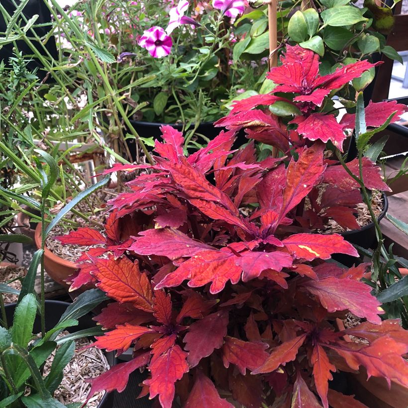 Coleus FlameThrower Habanero  (Plant habit)
