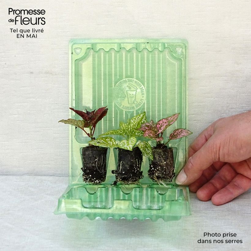 Example of Collection 3 Hypoestes Hippo as you get in printemps
