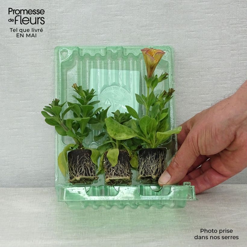 Example of Collection 3 Pétunias Beautical - Petchoa hybrida as you get in printemps