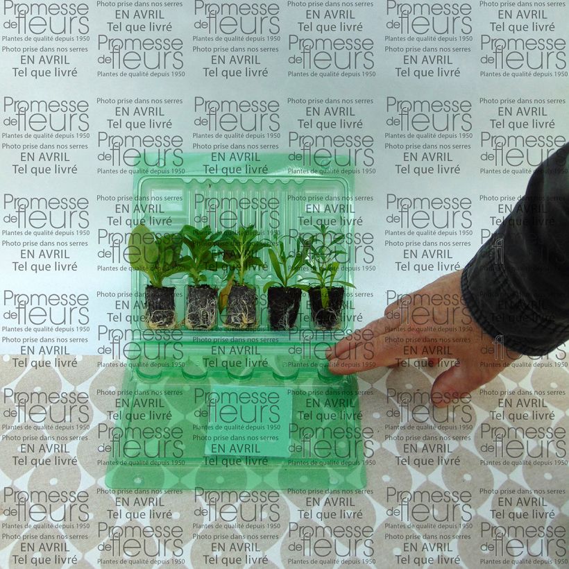 Example of Collection Berry Cascade as you get