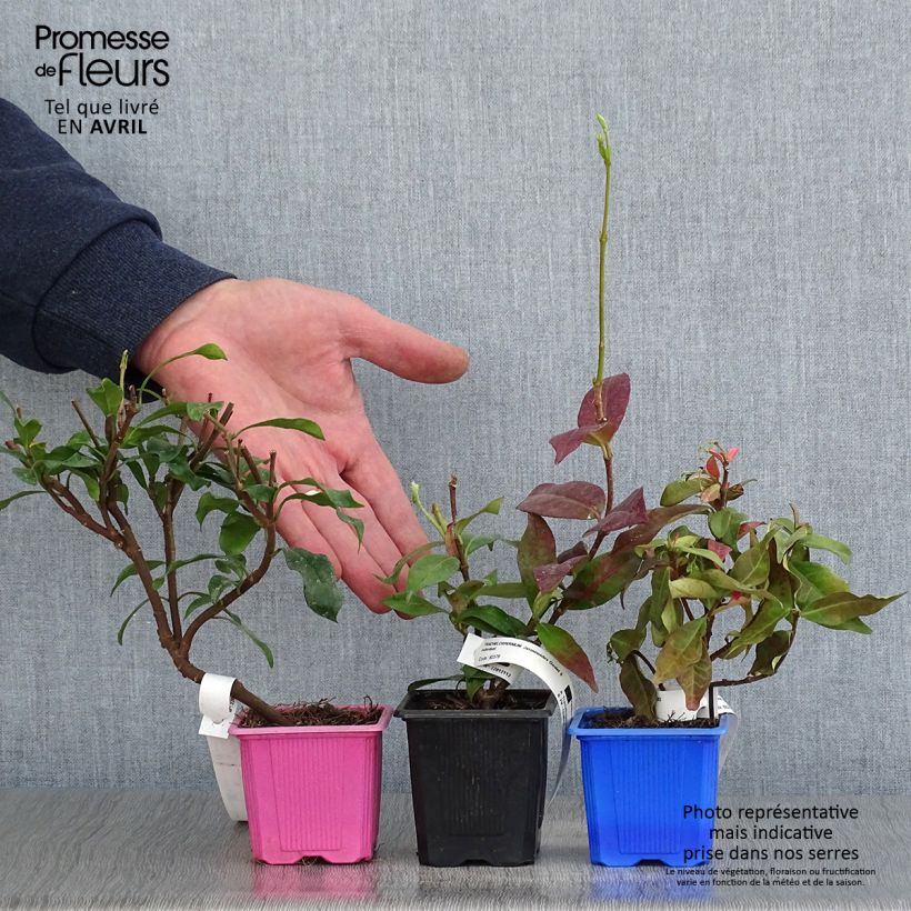 Example of Collection jasmins étoilés parfumés as you get in printemps