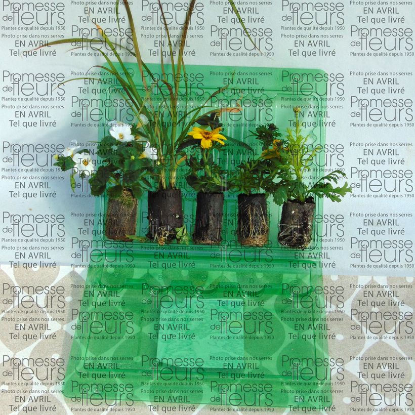 Example of Collection Jardinière Jaune - 5 variétés d'annuelles as you get