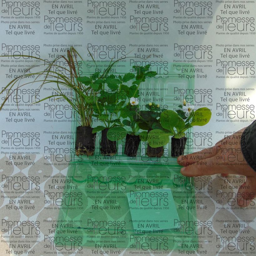 Exemple de spécimen de Collection Jardinière Rouge - 5 variétés d'annuelles tel que livré