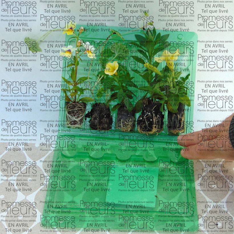 Example of Collection Jardinière Vanille - 4 variétés d'annuelles et une graminée  as you get