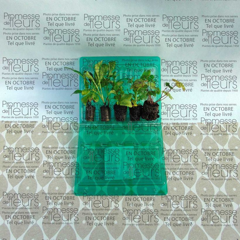 Example of Collection Printemps pastel as you get