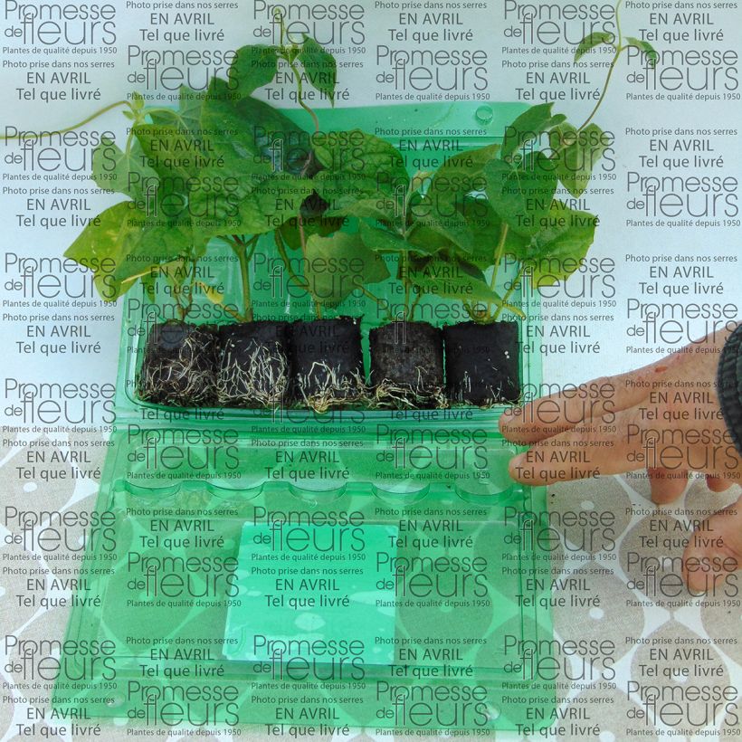 Example of Collection Thunbergia Alata - Suzannes aux yeux noirs as you get