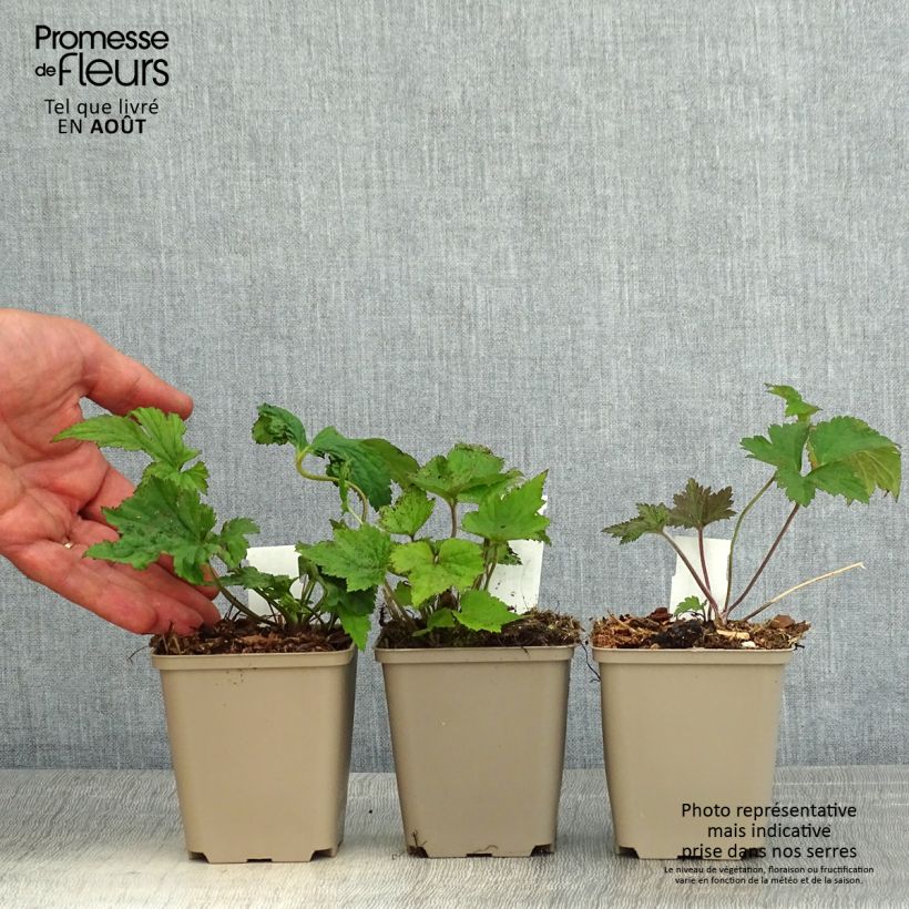 Example of Collection Anémones du Japon as you get