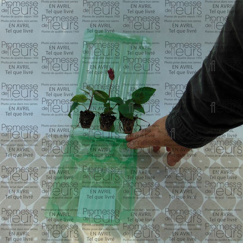 Example of Collection de 3 Sauges hybrides Wish as you get