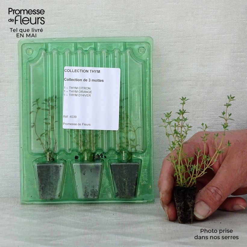 Example of Collection de 3 Thyms en plants as you get in printemps