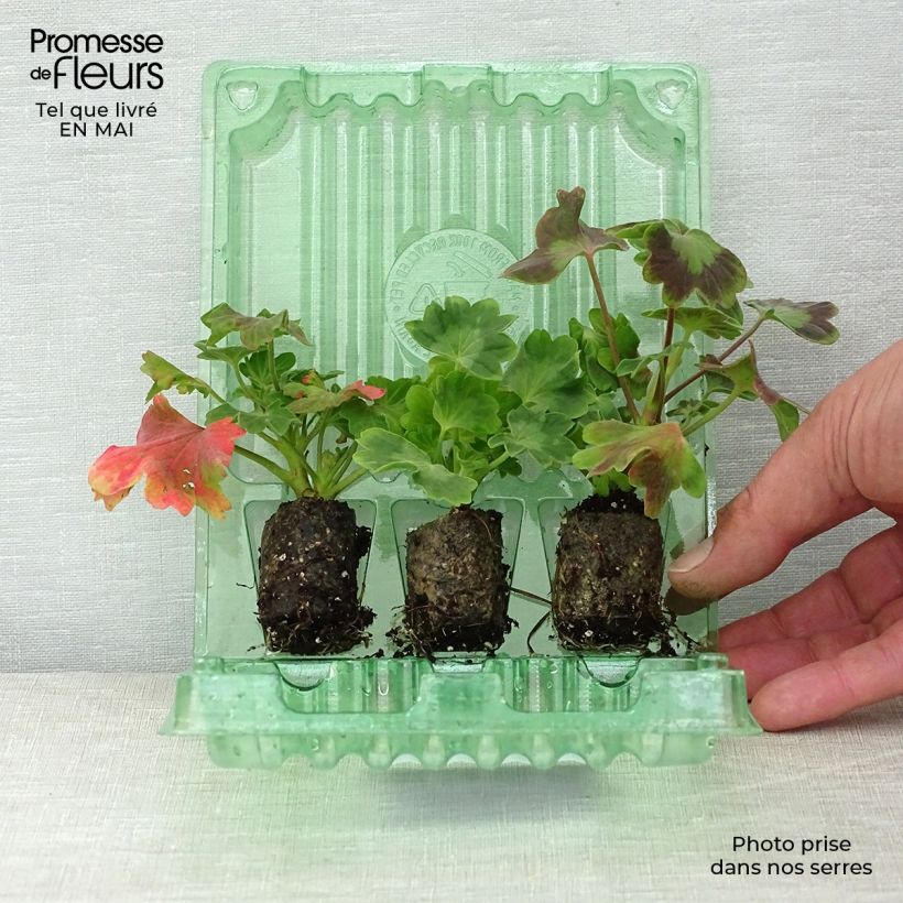 Example of Collection de 3 géraniums étoilés Fireworks as you get in printemps