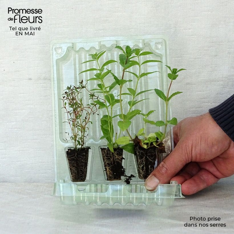 Example of Collection de 3 herbes pour thés et infusions en plants as you get in printemps