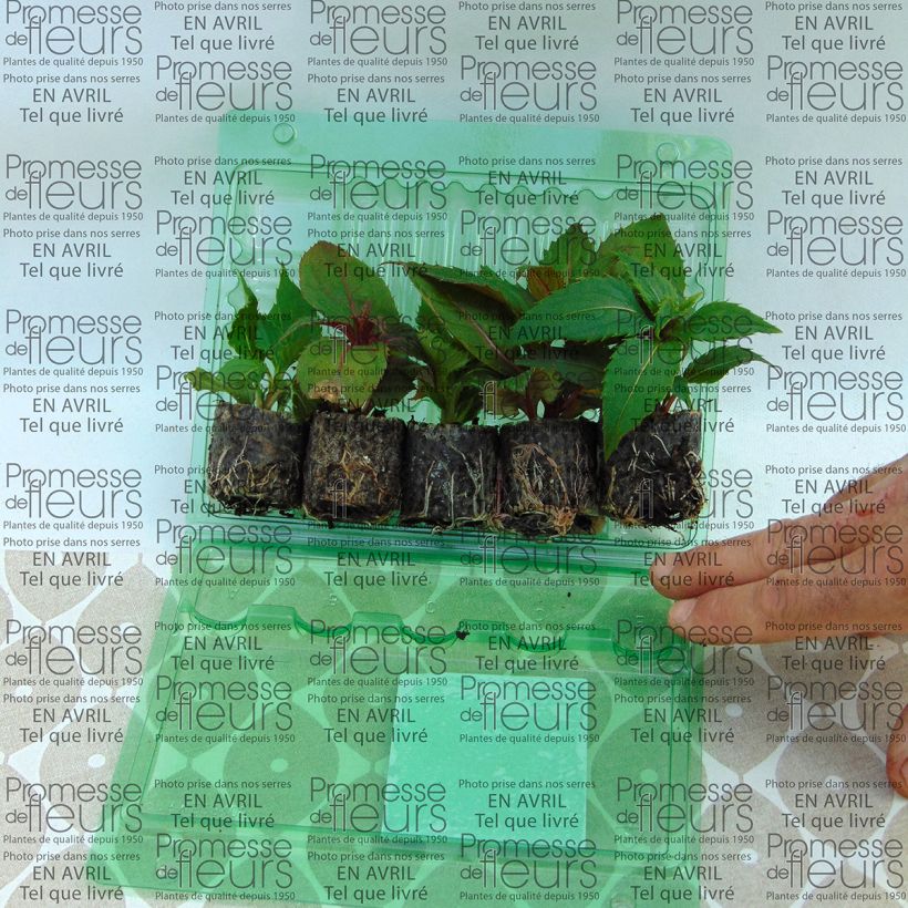 Example of Collection de 5 Impatiens Sunpatiens as you get