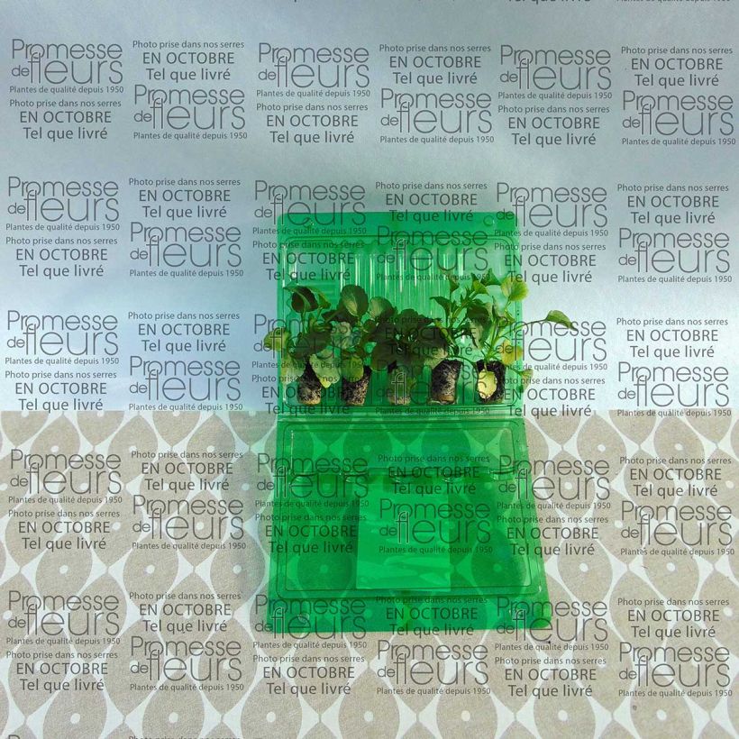 Exemple de spécimen de Collection de 5 Pensées Matrix Ruby Mix Mini-mottes tel que livré