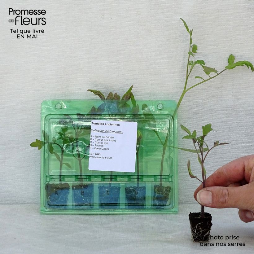 Example of Collection de 5 tomates anciennes et de collection en plants as you get in printemps