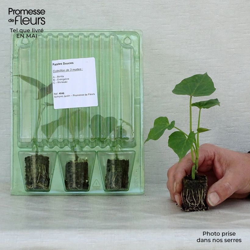 Example of Collection découverte de 3 patates douces en plants as you get in printemps