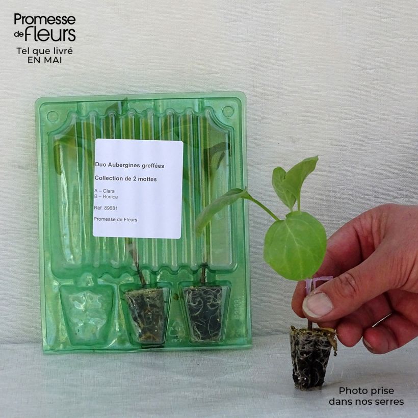 Example of Collection duo de 2 aubergines Plants GREFFES as you get in printemps