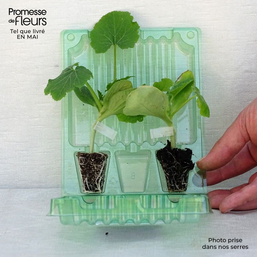 Example of Collection duo de 2 courgettes en plants GREFFES as you get in printemps