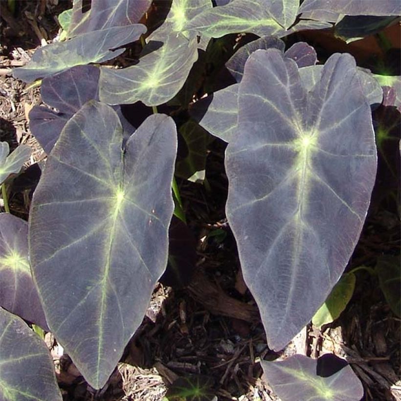 Colocasia Black magic - Oreille d'Eléphant  (Foliage)