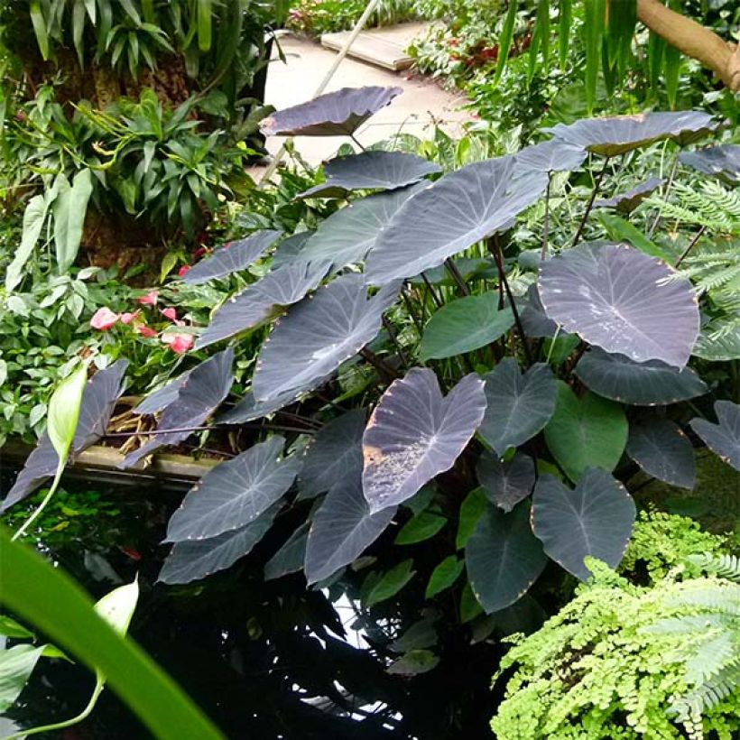 Colocasia Black magic - Oreille d'Eléphant  (Plant habit)