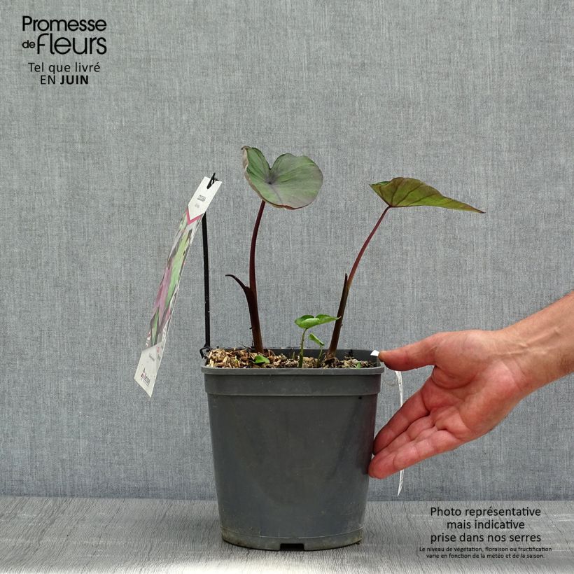 Example of Colocasia Black magic - Oreille d'Eléphant  Pot de 4L/5L as you get in printemps