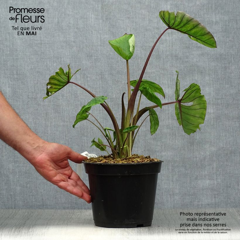 Example of Colocasia Blue hawaii - Oreille d'éléphant Pot de 4L/5L as you get in printemps