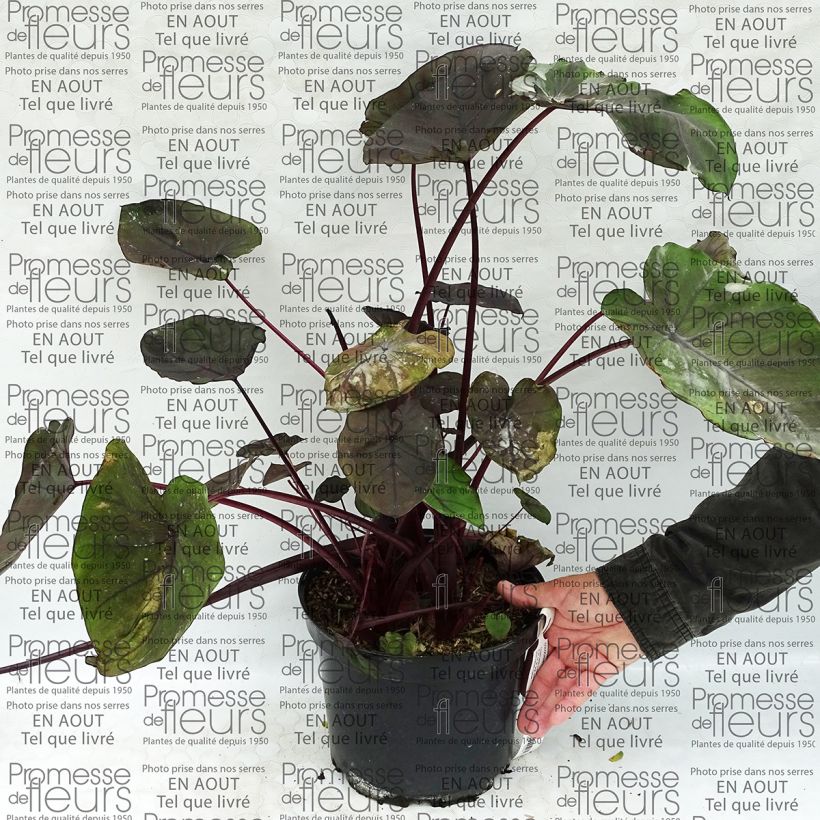 Exemple de spécimen de Colocasia Dragon Heart Giant - Oreille d'éléphant  Pot de 4L/5L tel que livré
