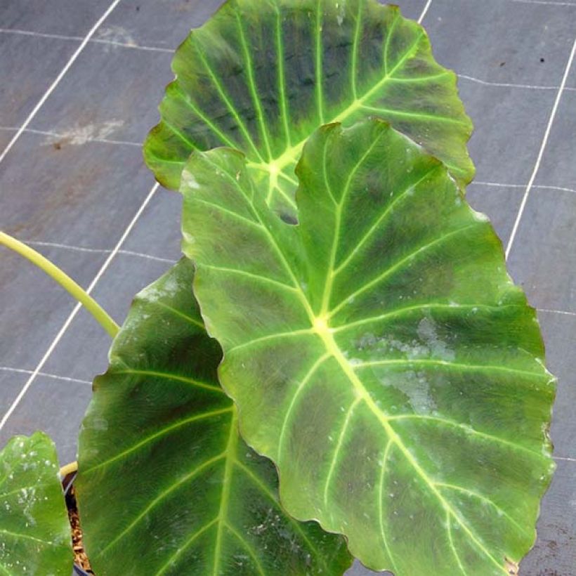 Colocasia Imperial Gigante - Oreille d'Eléphant  (Foliage)