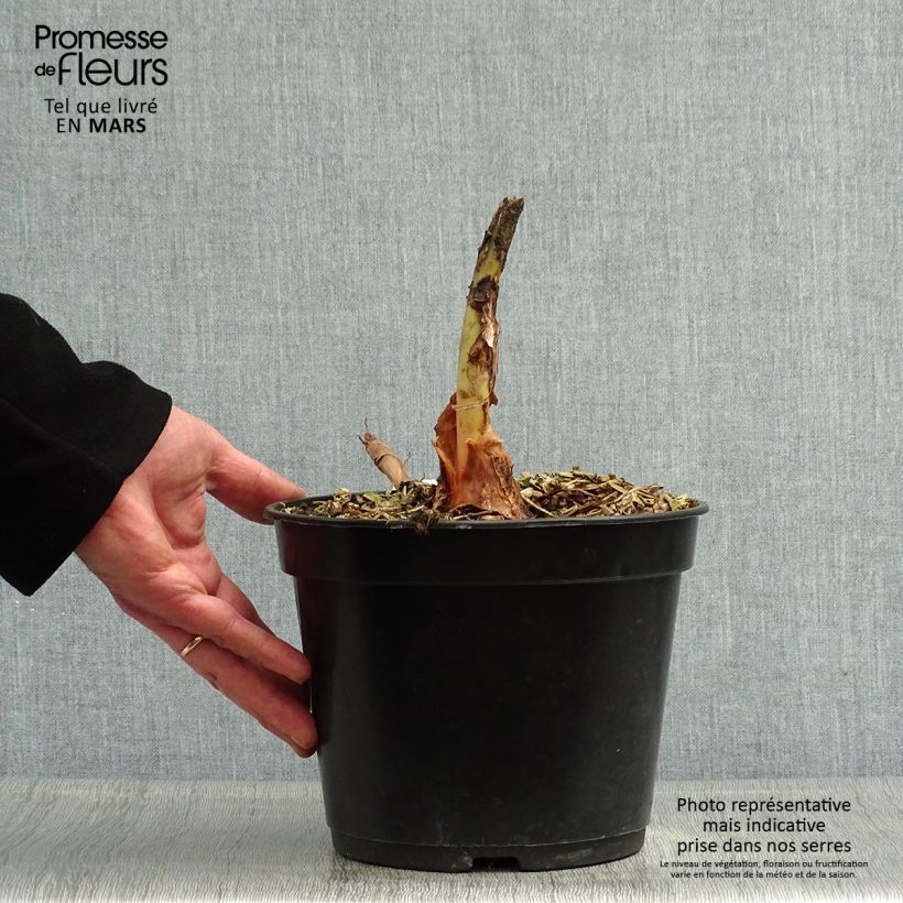 Example of Colocasia Jack's Giant - Oreille d'éléphant Pot de 3L/4L as you get in printemps