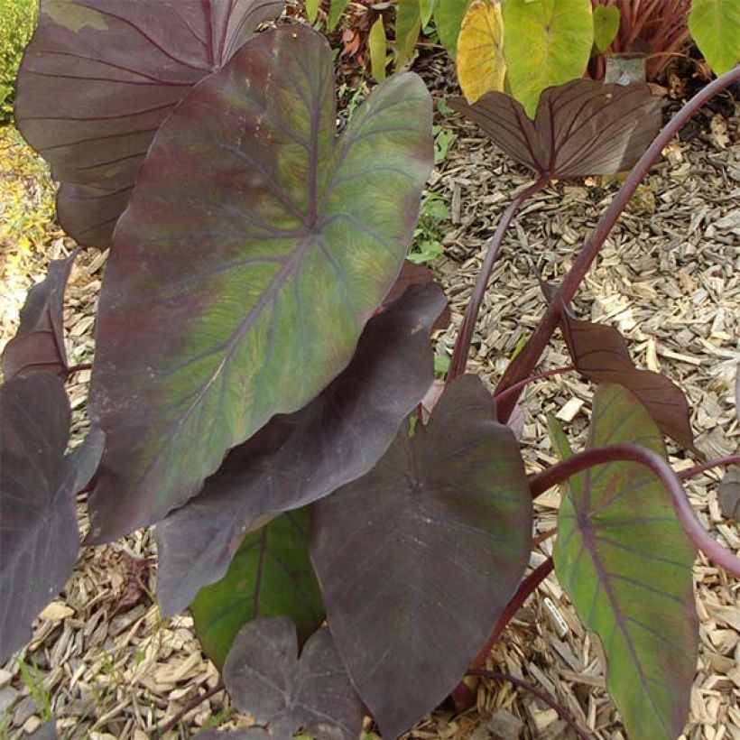 Colocasia Madeira - Oreille d'Eléphant (Foliage)