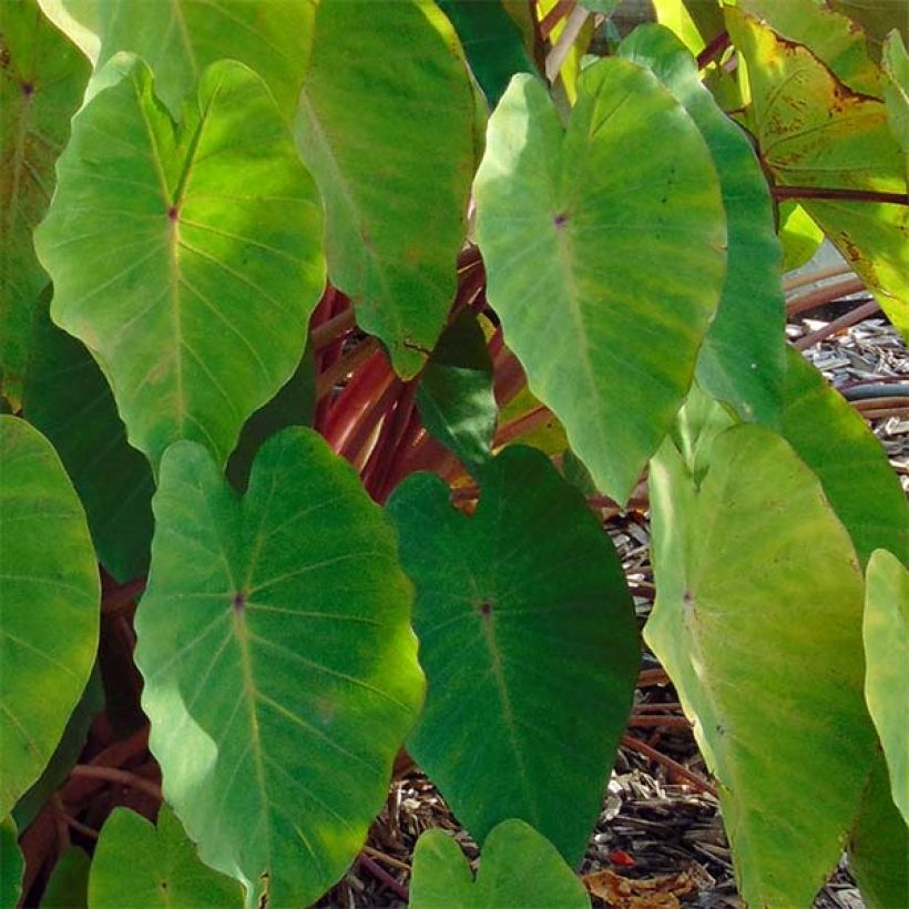 Colocasia Pink China - Oreille d'Eléphant (Foliage)