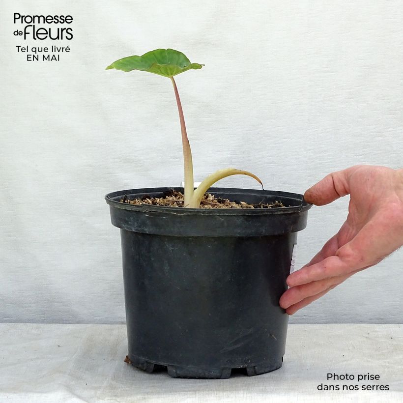 Example of Colocasia Pink China - Oreille d'Eléphant Pot de 2L/3L as you get in printemps