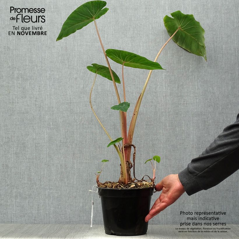Spécimen de Colocasia Pink China - Oreille d'Eléphant Pot de 2L/3L tel que livré en automne